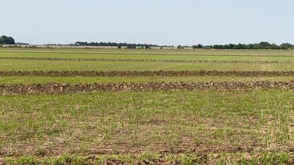 Timberland Property in Craighead County, Arkansas