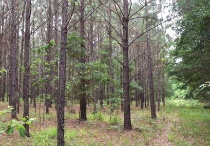 Recreational Property in Stewart County, Georgia