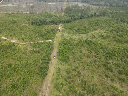 Timberland Property in Greene County, Mississippi