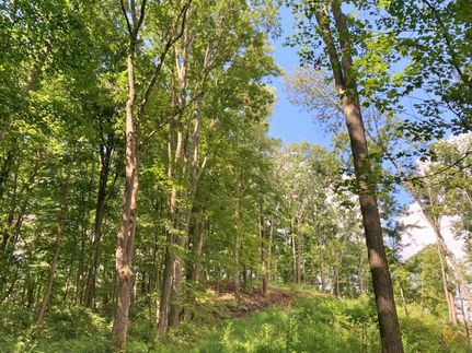 Undeveloped Land in Tyler County, West Virginia