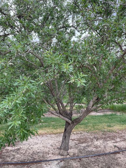 Land for sale in Tehama County, California