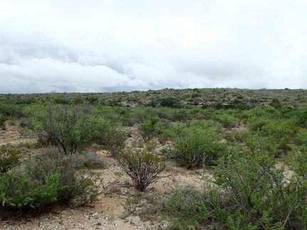 Undeveloped Land in Terrell County, Texas