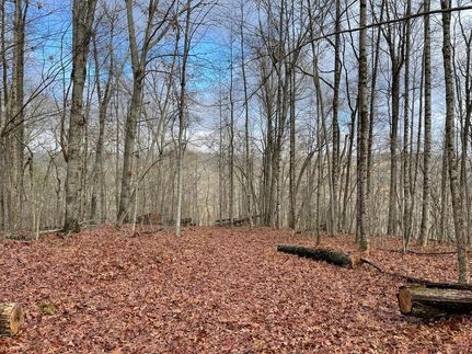 Undeveloped Land in Fannin County, Georgia
