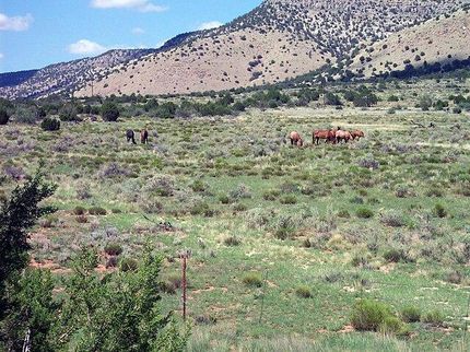 Riverfront Property in Mohave County, Arizona