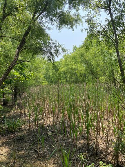 Farm and Ranch in Tallahatchie County, Mississippi