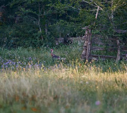 Undeveloped Land in Comal County, Texas