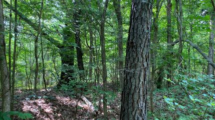 Recreational Property in Hale County, Alabama
