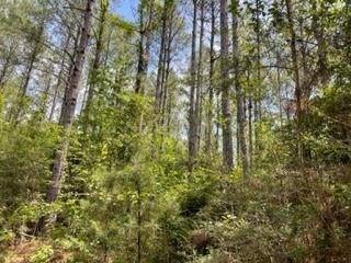 Timberland Property in Perry County, Mississippi