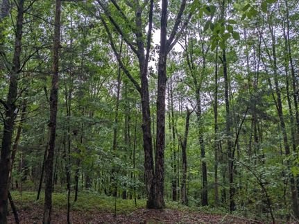 Timberland Property in Union County, South Carolina