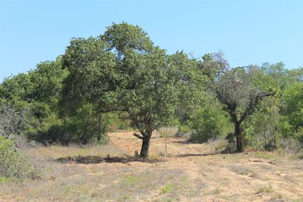 Undeveloped Land in Atascosa County, Texas