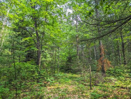 Undeveloped Land in Lincoln County, Wisconsin