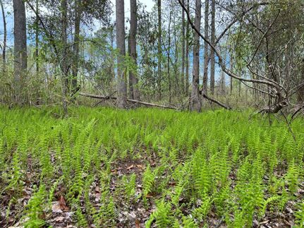 Hunting Property in Clay County, Alabama