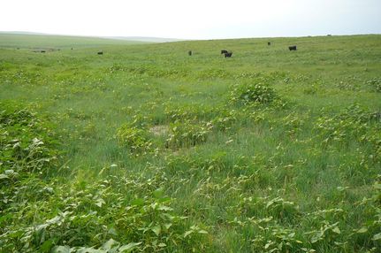 Undeveloped Land in Arapahoe County, Colorado