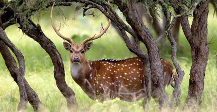 Recreational Property in Menard County, Texas