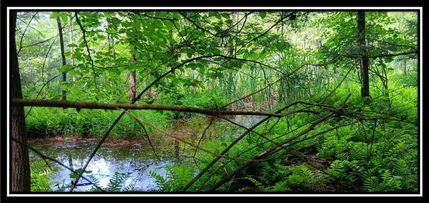 Undeveloped Land in Perry County, Ohio