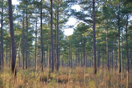 Undeveloped Land in Georgetown County, South Carolina
