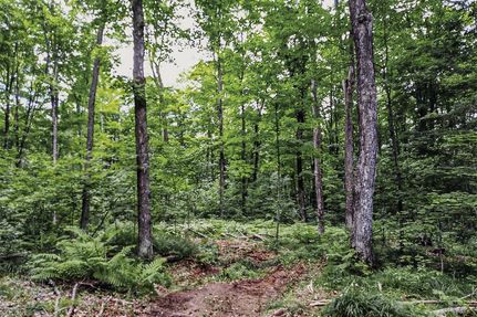Timberland Property in Forest County, Wisconsin