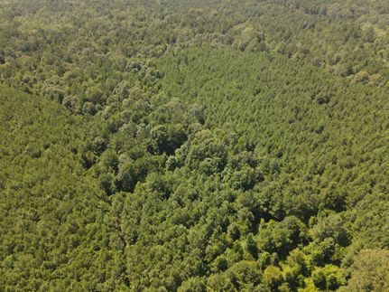 Timberland Property in Union County, Arkansas