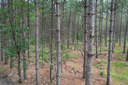 Timberland Property in Juneau County, Wisconsin