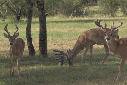 Timberland Property in Live Oak County, Texas