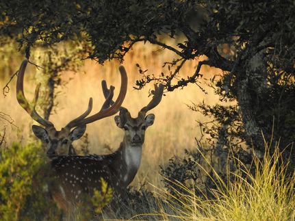 Hunting Property in Menard County, Texas
