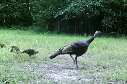 Land in McNairy County, Tennessee