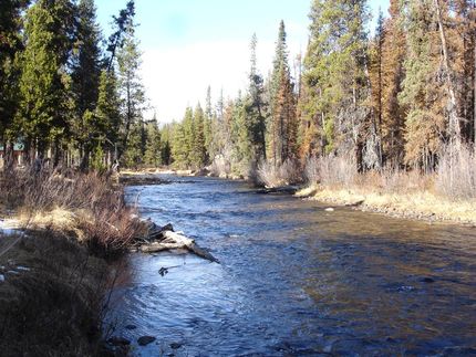 Timberland Property in Idaho County, Idaho