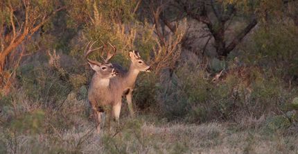 Undeveloped Land in Duval County, Texas