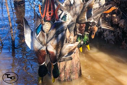 Recreational Property in Haywood County, Tennessee