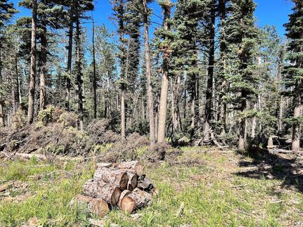 Timberland Property in Costilla County, Colorado