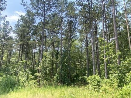 Undeveloped Land in Cass County, Texas
