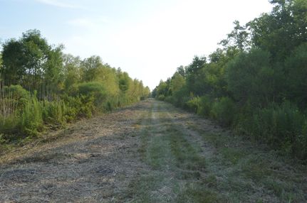 Undeveloped Land in Saint Martin Parish, Louisiana