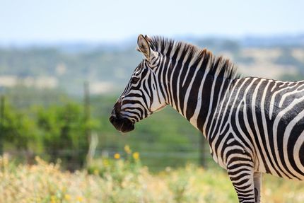 Land in Real County, Texas