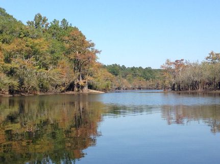 Timberland Property in Brantley County, Georgia