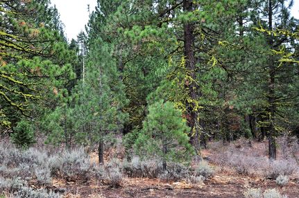 Undeveloped Land in Modoc County, California