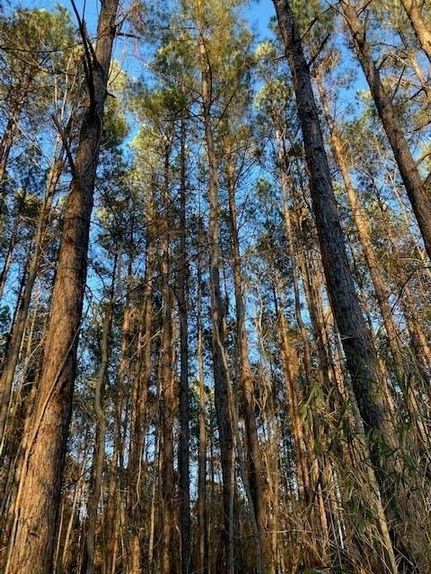 Land in Clarendon County, South Carolina