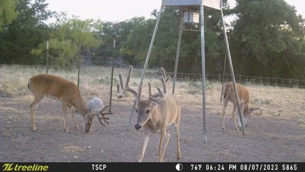 Land in Schleicher County, Texas