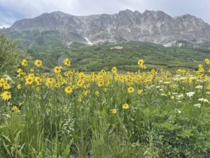 Farm and Ranch in Gunnison County, Colorado