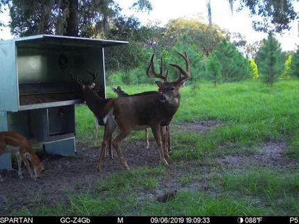 Farm and Ranch in Dixie County, Florida