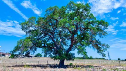 Farm and Ranch in Wilson County, Texas
