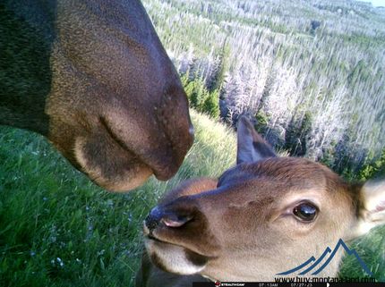 Undeveloped Land in Broadwater County, Montana