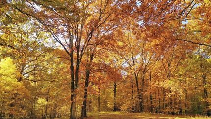 Land in Saint Francis County, Arkansas