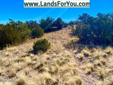 Timberland Property in Apache County, Arizona