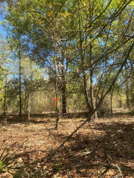 Undeveloped Land in Putnam County, Florida