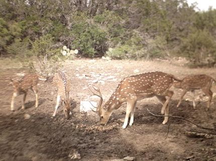 Hunting Property in Edwards County, Texas