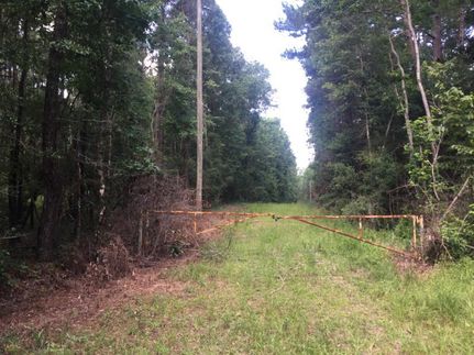 Timberland Property in Amite County, Mississippi