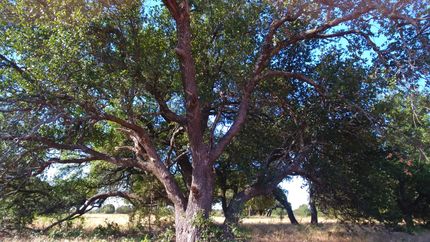 Land in Palo Pinto County, Texas