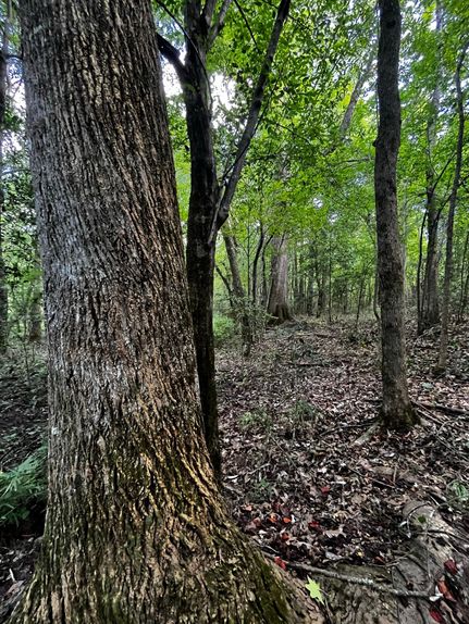 Recreational Property in Choctaw County, Mississippi