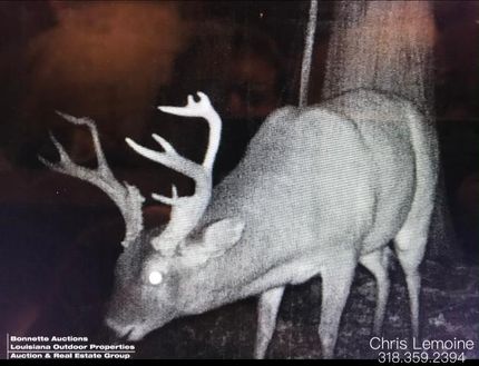 Timberland Property in Pointe Coupee Parish, Louisiana