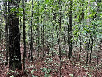 Undeveloped Land in Union County, Mississippi